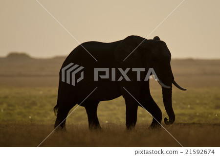Elephant seen backlit Elephant seen backlit 21592674