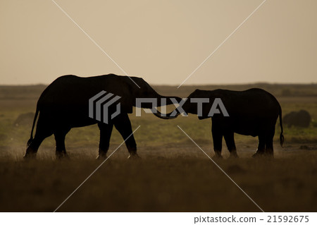 Two Elephants seen Backlit 21592675