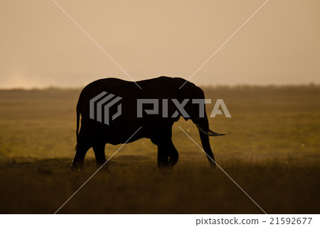 Elephant seen backlit Elephant seen backlit 21592677