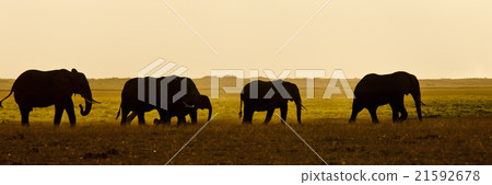Group of Elephant seens backlit 21592678