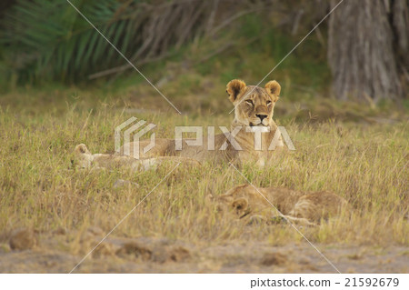 Lioness in the Savannah Lioness in the Savannah 21592679