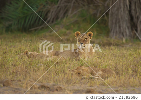 Lioness in the Savannah Lioness in the Savannah 21592680