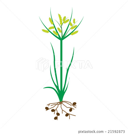 老虎的堅果植物 老虎的堅果植物 21592873