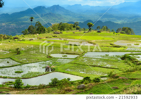Green rice field  in Tana Toraja 21592933
