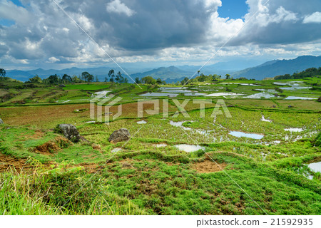 Green rice field in Tana Toraja Green rice field in Tana Toraja 21592935