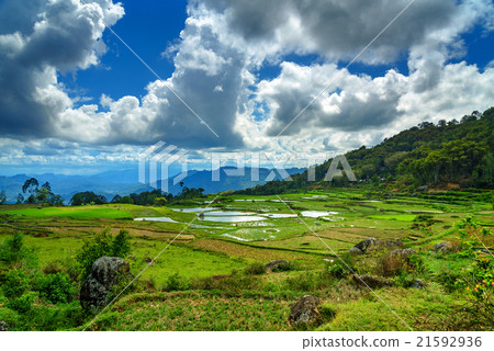 Green rice field in Tana Toraja Green rice field in Tana Toraja 21592936