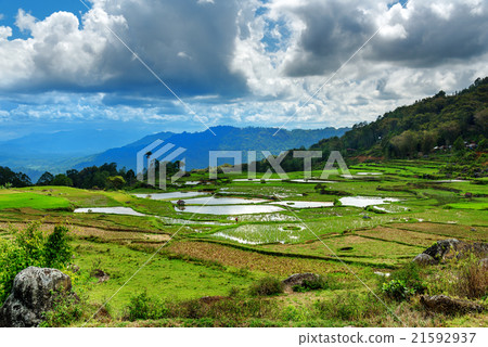 Green rice field  in Tana Toraja 21592937