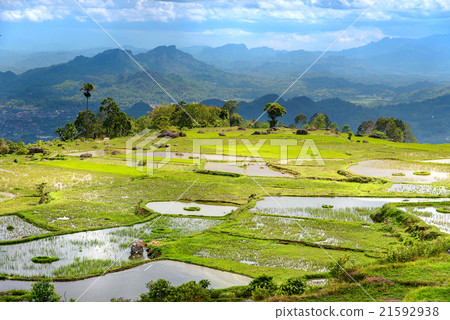 Green rice field in Tana Toraja Green rice field in Tana Toraja 21592938