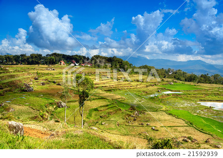 Green rice field in Tana Toraja Green rice field in Tana Toraja 21592939