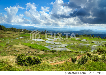 Green rice field  in Tana Toraja 21592940