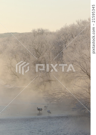 早晨輝光的釧路岡本多瑙河 21595345