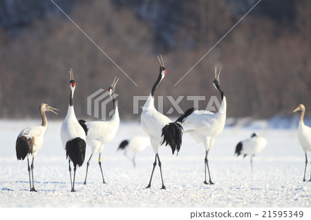 Dish of Kushiro Akan Town 21595349