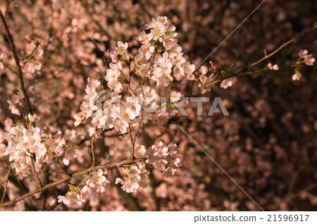 Yozakura, Yoshino cherry tree 21596917