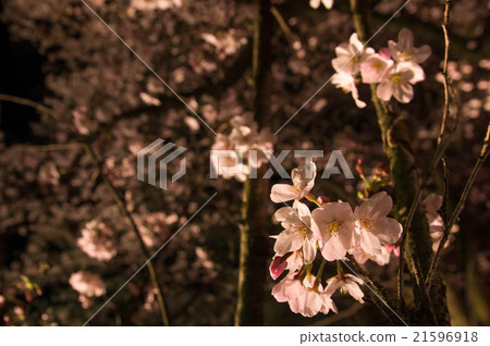 Yozakura, Yoshino cherry tree 21596918