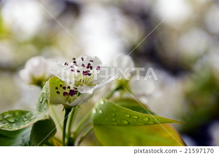 淡淡的梨花 21597170