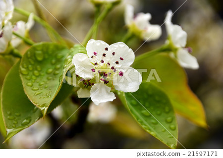 Spring moist pear flowers Spring moist pear flowers 21597171