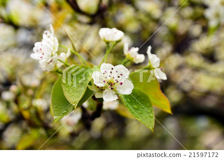 Pear flowers Pear flowers 21597172