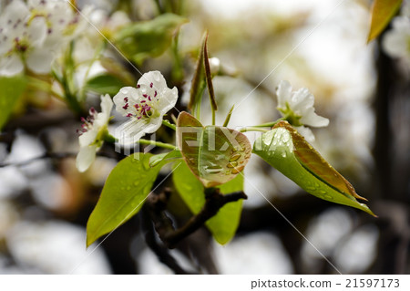 Moisturizing pear flowers Moisturizing pear flowers 21597173
