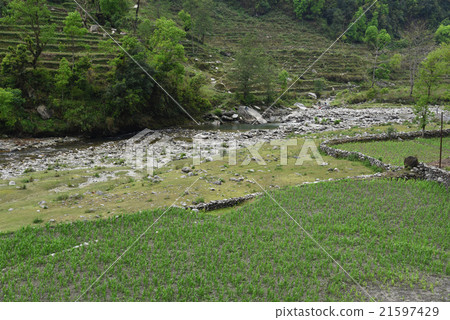 closed up the barley field in Nepal 21597429