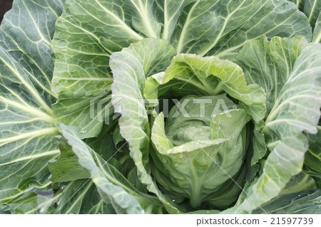捲心菜 捲心菜 21597739