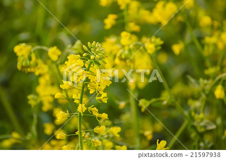 Rapeseed spring flowers 21597938