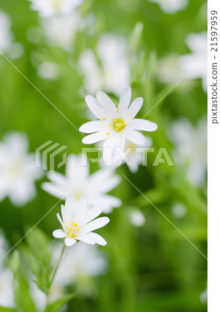 White spring flowers White spring flowers 21597959