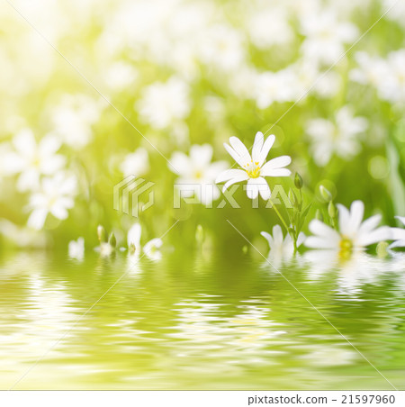 White spring flowers White spring flowers 21597960