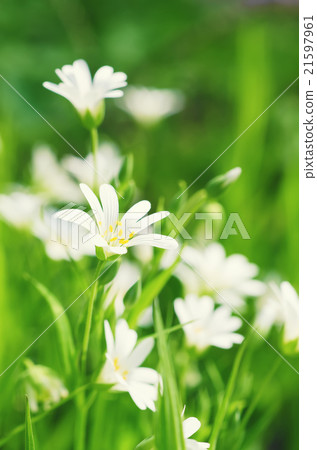 White spring flowers White spring flowers 21597961