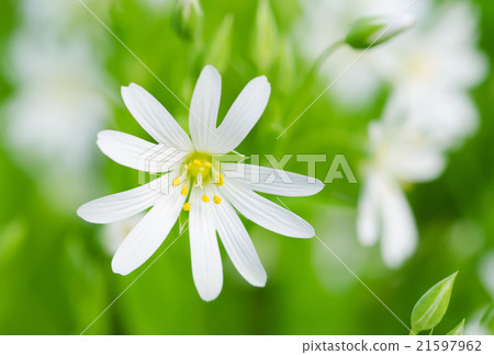 White spring flowers White spring flowers 21597962