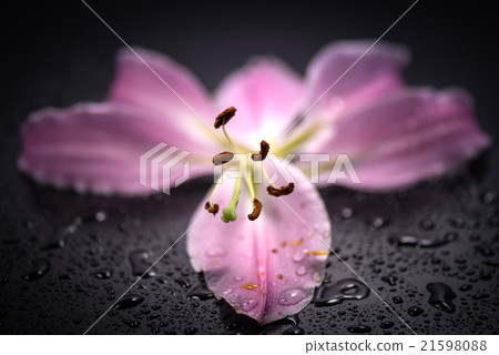 花，百合，特寫鏡頭，宏指令。 21598088