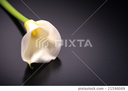 顏色,花,特寫鏡頭,宏指令。 顏色,花,特寫鏡頭,宏指令。 21598089