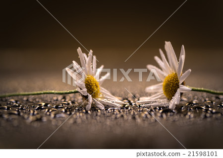 Flower, Margaret, closeup, macro. 21598101