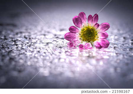 菊花,特寫鏡頭,宏指令。 菊花,特寫鏡頭,宏指令。 21598167
