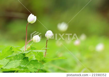 Flower of Ninnae 21598352