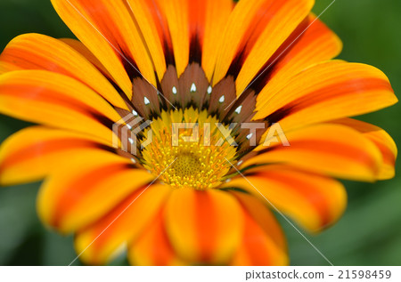 Beautiful flower in a meadow 21598459