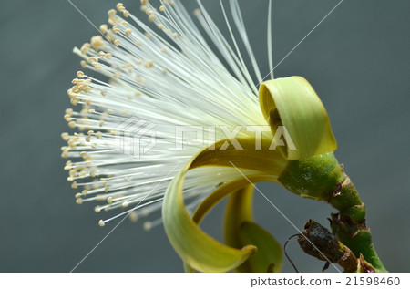 Detail flower of shaving bush tree Detail flower of shaving bush tree 21598460