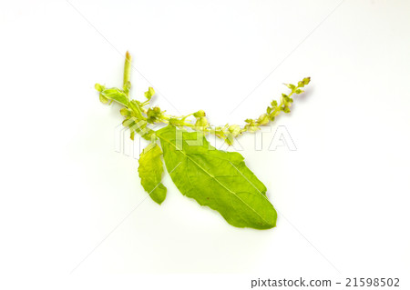 basil leaves on white basil leaves on white 21598502