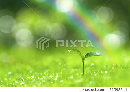在森林裡萌芽 21598544