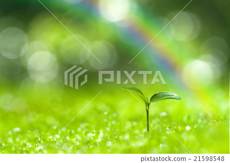 在森林裡萌芽 21598548