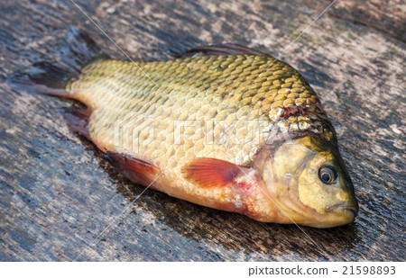 Raw freshwater fish carp on a wooden board Raw freshwater fish carp on a wooden board 21598893