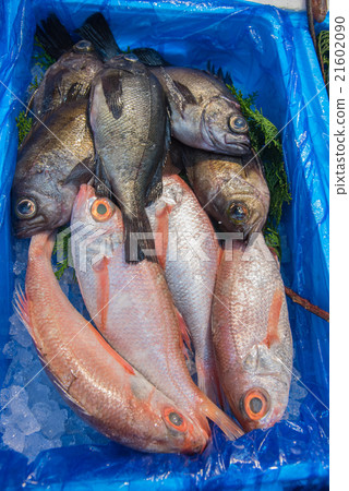 closed up the basket of fishes in market, Japan 21602090