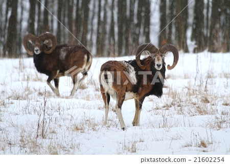 Ovis musimon in winter Ovis musimon in winter 21602254