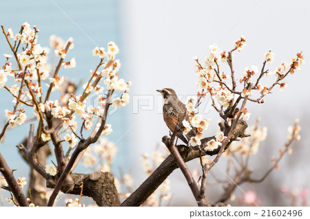 在白色李子上的鵝口瘡 21602496