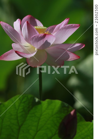 Memories of lotus Memories of lotus 21602500