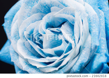 Flower, rose, closeup, macro. 21602818