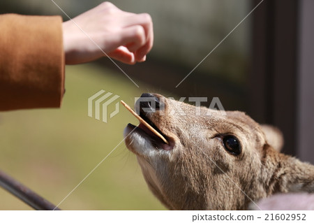 Deer in Nara Park 21602952