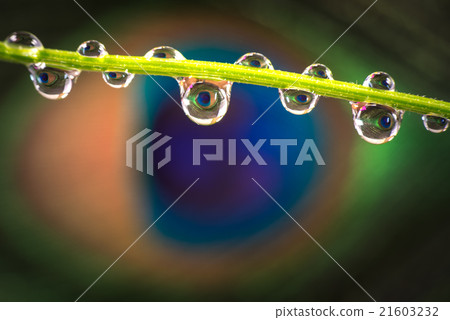 Peacock feathers, drops, macro, close-up. 21603232