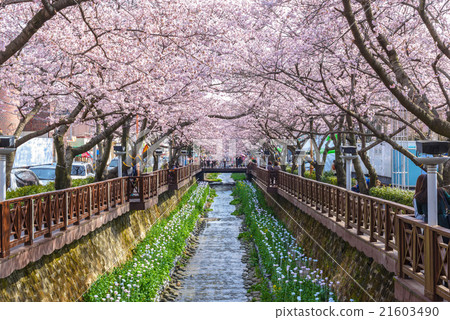 Cherry blossom at Yeojwacheon Stream, South Korea 21603490