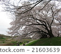 Cherry Blossoms	 21603639