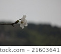 Cherry Blossoms	 21603641